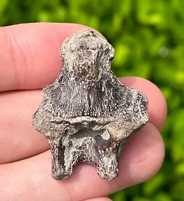 RARE Fossil Protostega Cretaceous Turtle Vertebrae Texas Ozan Formation Dinosaur • $99.99