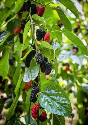 Mulberry Tree Seeds • $3.89