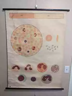 Wall Chart - Blood I Composition (red Cells Oxygen Poster School Medical Doctor) • $199.95