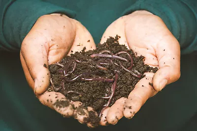 SALE!!! Organic Fresh Worm Castings Compost Natural Garden Soil Plant Fertilizer • $25