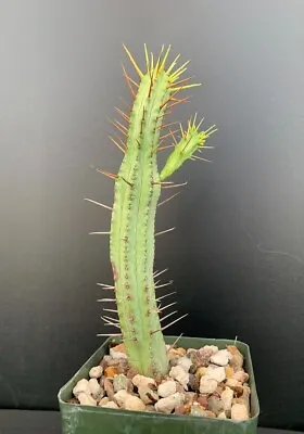 Euphorbia Enopla Var. Viridis - Rare Succulent Well Rooted Plant - 6  Tall • $22