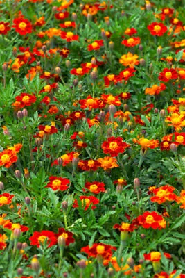 MARIGOLD RED GEM - SEED TAPE 6M (3X2M) COMPANION PLANT ~585 Seeds • £3.19