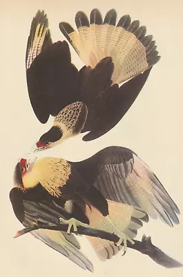 1942 Audubon Art Print 161 Audubon's Caracara. Vintage Bird Illustration. • $9.49