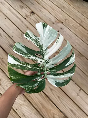 SUPER RARE Monstera Albo Borsigiana Variegated Cutting-SIMILAR Leaf-US SELLER • $112.50