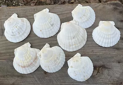 Natural Scallop Shell Lot 8 Shells Baking Crafting 3.5  To 4.25  • $20