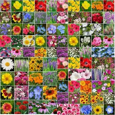 Wildflower Mix LANDSCAPER’S PACK BULK Top Sellers Non-GMO Pure Seed 5000 Seeds! • $7.98