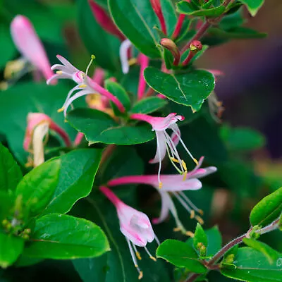 £12.99 • Buy Lonicera Japonica Red World Japanese Honeysuckle Garden Climber Plant 9cm Pot