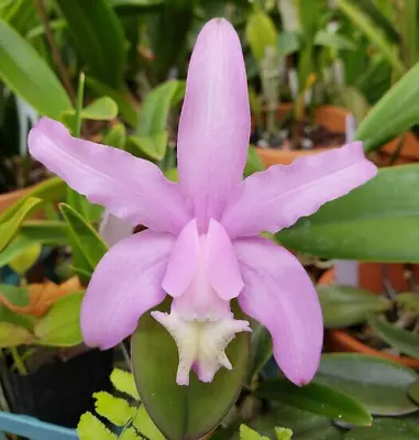 Cattleya Kerrii.  Cattleya Species Miniature Orchid. Rare! • $29