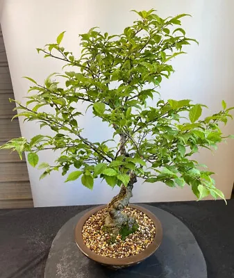 Way Of Life Bonsai Tree Ilex Serrata - FREE UK DELIVERY • £400