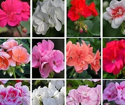 £8.99 • Buy Geranium Mixed F1 Summer Flowering 6 X Large Plug Plants Ready To Grow On