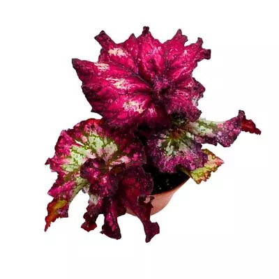 Harmony's Berrylicious Begonia Rex 4 Inch Newest Hybrid Extremely Pink Gnarly L • $43.74
