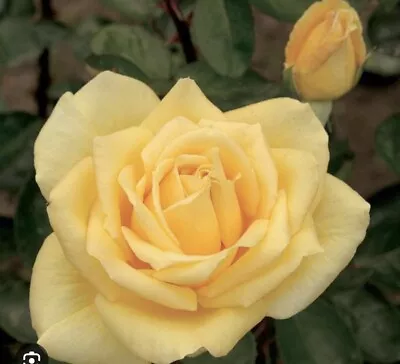 Oregold ROSE Bush Live Starter Plant HYBRID T!  Bare Root!!! Grows Fast!! • $29.99