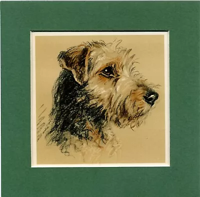 Lucy Dawson  ~ Welsh Terrier ~  Colour Print Genuine Vintage 1939 • $12.62