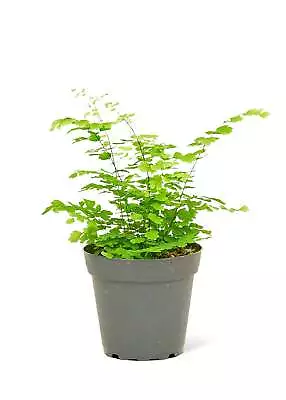 Maidenhair Fern Small • $22