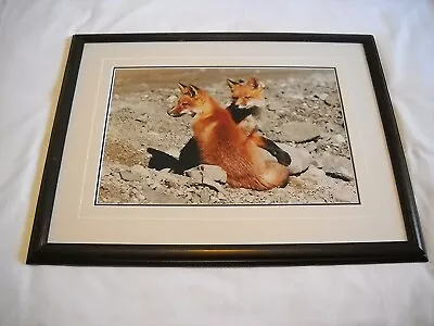 Thomas Mangelsen Photo  Two Foxes -1985-ltd. Edition 51/950-framed/paperwork-vg • $249