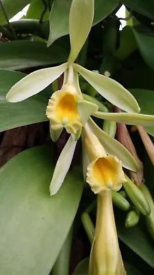 Orchid Vanilla Planifolia Mad Happenings 2 Ft Vine Plants • $32