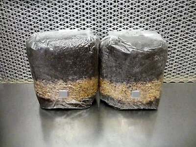 All In One Mushroom Grow Bags - Dung Lovers Bulk Substrate W/ Injection Port • $27.99