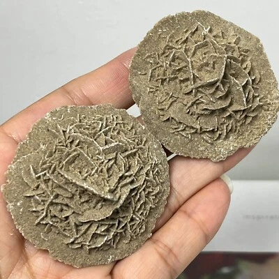$11.20 • Buy Desert Rose Selenite Stone Natural Quartz Crystal Reiki Healing Mineral Specimen