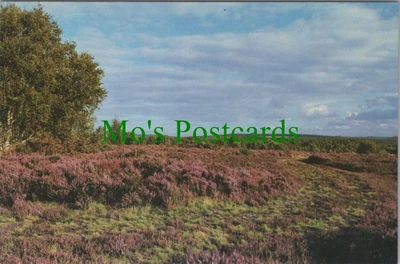 £1.99 • Buy Staffordshire Postcard - Brindley Heath, Cannock Chase   RR12916