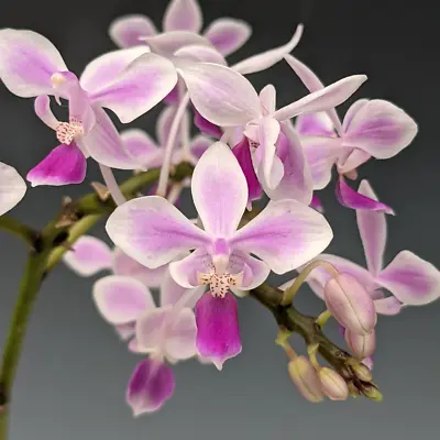 $18 • Buy Phalaenopsis Equestris Var. Rosea