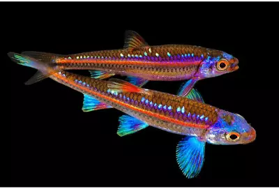 5 X Rainbow Shiner Barb Stunning Colour Live Tropical Fish Aquarium Tank Plant • £17.32
