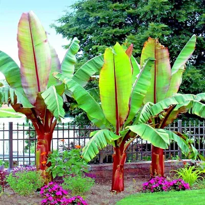 10 Red Abyssinian (Musa Ensete Ventricosum) False Banana Plant Tree Seeds RARE • $18.95