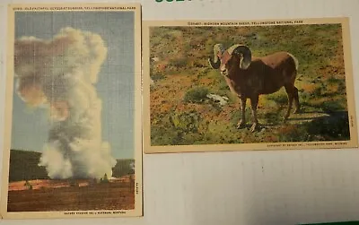 $1.99 • Buy 2 HAYNES YELLOWSTONE PARK POSTCARDS, Postmark 1950, Old Faithful, Bighorn Sheep