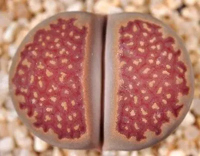 LITHOPS HALLII OCHRACEA Rare Living Stones Rock RED Mesemb Exotic Seed 15 SEEDS • $8.99