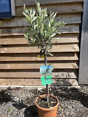 Olive Tree Olea Europa • £28