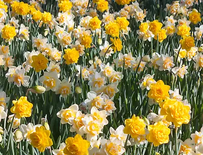 10x Miniature Narcissus Mix Dwarf Daffodil Mixture Early Spring Flowering Bulbs • £59.99