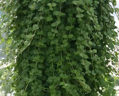 Indian Garden Mint Herb Plant 9cm Pots - Highly Fragrant Trailing Herb • £6.95