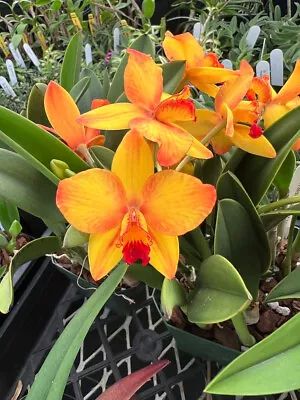 DO- Sl. Pole-Star (L. Briegeri X S. Coccinea) Mini Cattleya Orchid Nice! • $24.99