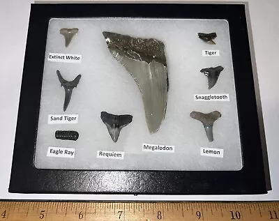 Megalodon Era Shark Teeth Collection Framed Labeled Shark Tooth Lot! • $29.99