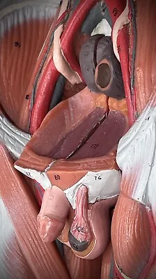 3B Scientific - Male Genitalia Spare Part For Human Muscle Model B55 Anatomy Set • $99.99