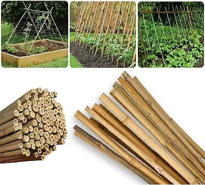 Heavy Duty Bamboo Canes Thick Stake Garden Plant Flower Support Stick Cane Poles • £8.85