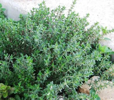 1000+ Thyme Seeds (Thymus Vulgaris) - Heirloom | Non-GMO  Herb Seeds • $1.99