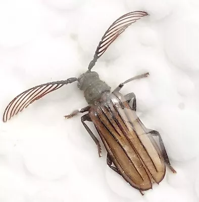 Lasiogaster Costipennis | Veracruz Mexico |  As Pictured | Rare • $29.78