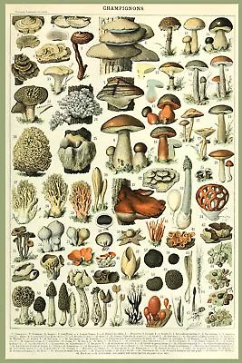 8332.Decoration Poster.Home Room Wall Design Art Print.Mushroom Science Decor • $60