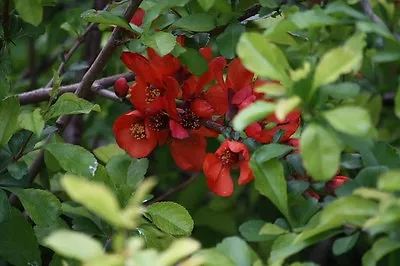 JAPANESE QUINCE.Chaenomeles Japonica- 25 Seeds Lovely Edible Fruit • £1.75