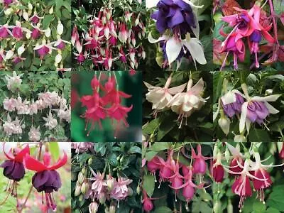 £9.85 • Buy  Pack X12 Trailing Fuchsia 'Mixed Varieties' Summer Garden Plug Plants