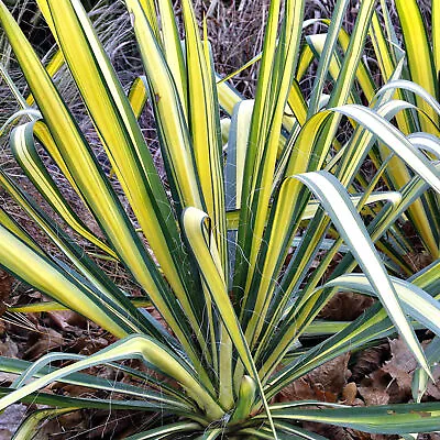 Yucca Colour Guard - Variegated Needle Palm | Evergreen Potted Grassy Shrub • £11.99