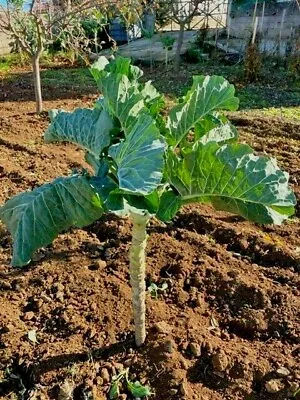 Cabbage Couve Galega Walking Stick Kale 100% Portuguese 300 Seeds • £3.59