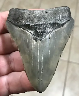 SUUUUUPER KOOL-S.W. FLORIDA LAND FIND-3.44” X 2.61” Megalodon Shark Tooth Fossil • $289