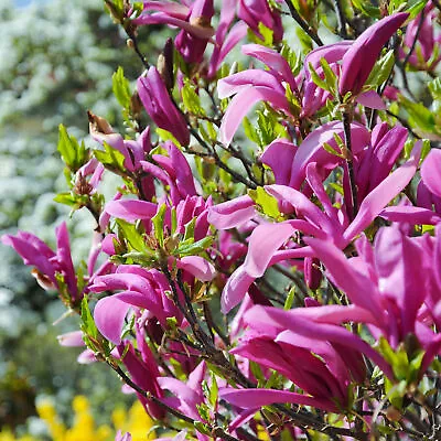 £11.99 • Buy Magnolia Betty Deciduous Hardy Garden Shrub Fuchsia Pink Flowers In 9cm Pot