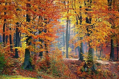 Woodland Forest Path Autumn Canvas Picture Poster Print Wall Art Unframed • £5.69