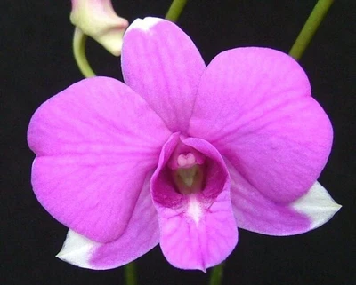 $25 • Buy Orchid Plant 0393. Dendrobium Pearl Vera  Nice Small Blooming Size In On Mount