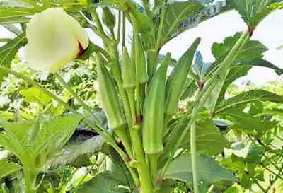 OKRA CLEMSON SPINELESS - 25 SEEDS Hibiscus Esculentus. • £3.89