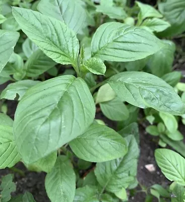2000+ Green Amaranth Seeds Chinese Spinach Green Edible Vegetable USA • $1.95