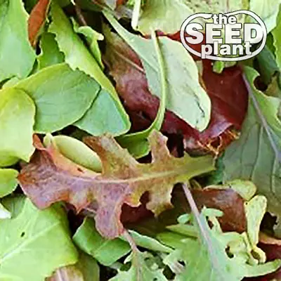 Mesclun Mix Lettuce Seeds - 1000 SEEDS NON-GMO • $1.89