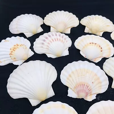 12 Natural Scallop Sea Shells Large 4” Beach Decor Crafts Baking Serving Cooking • $29.99